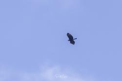 Foto Águila Crestuda Negra