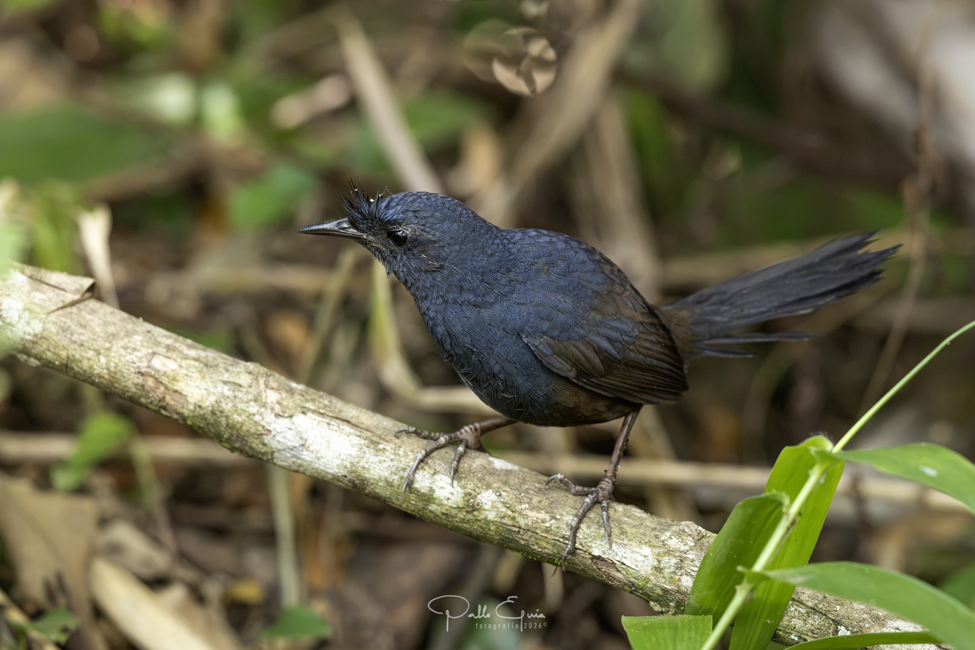 Foto Macuquiño Negro