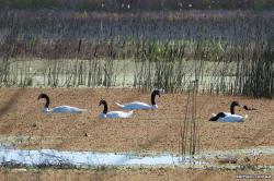 Foto Cisne Cuello Negro