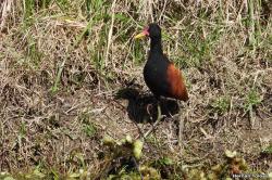 Foto Jacana