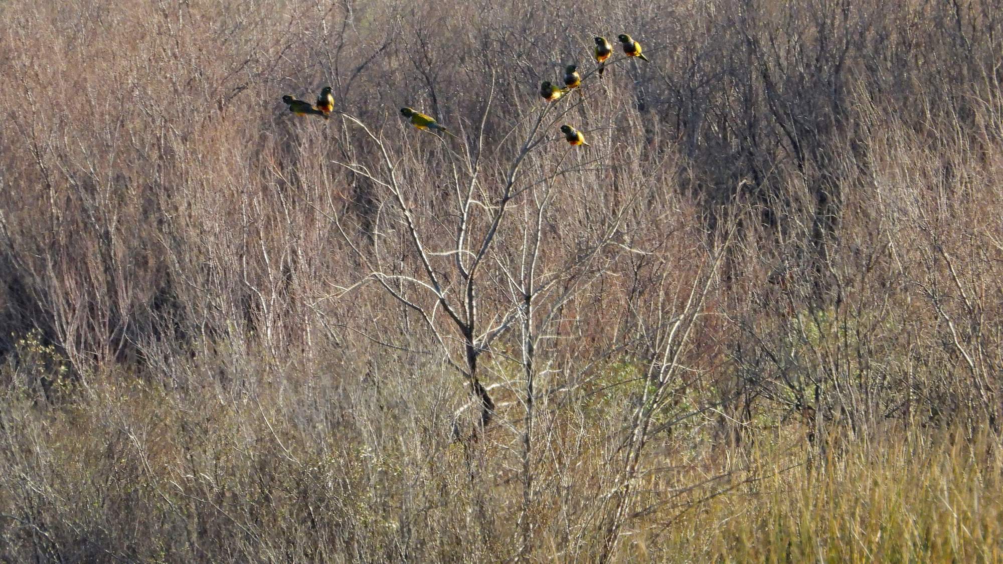 Foto Loro Barranquero