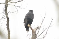 Photo Águila Negra