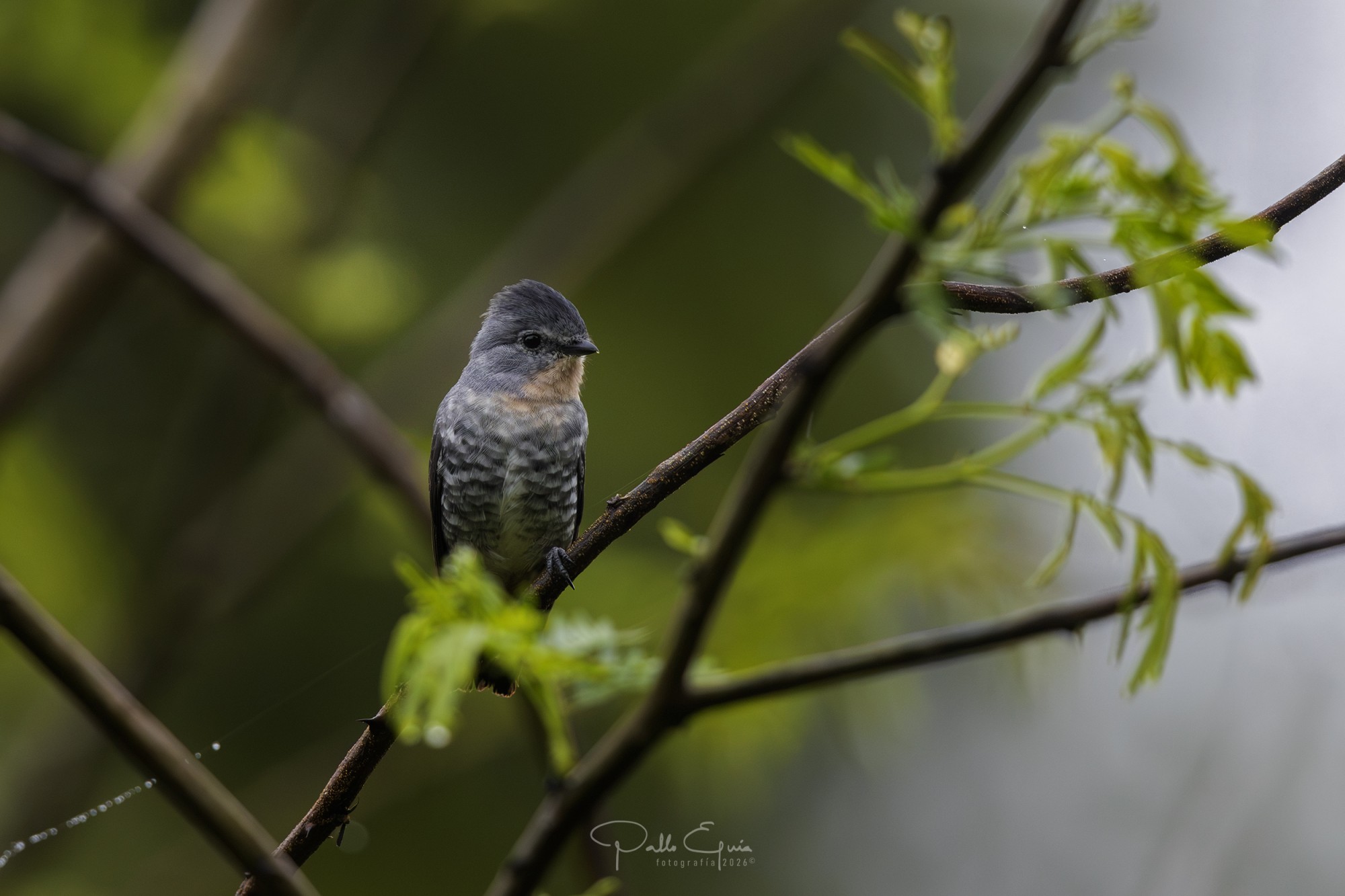 Foto Cotinguita Pipra
