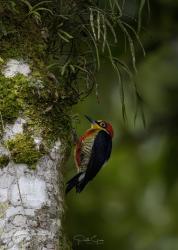 Photo Carpintero Arcoiris