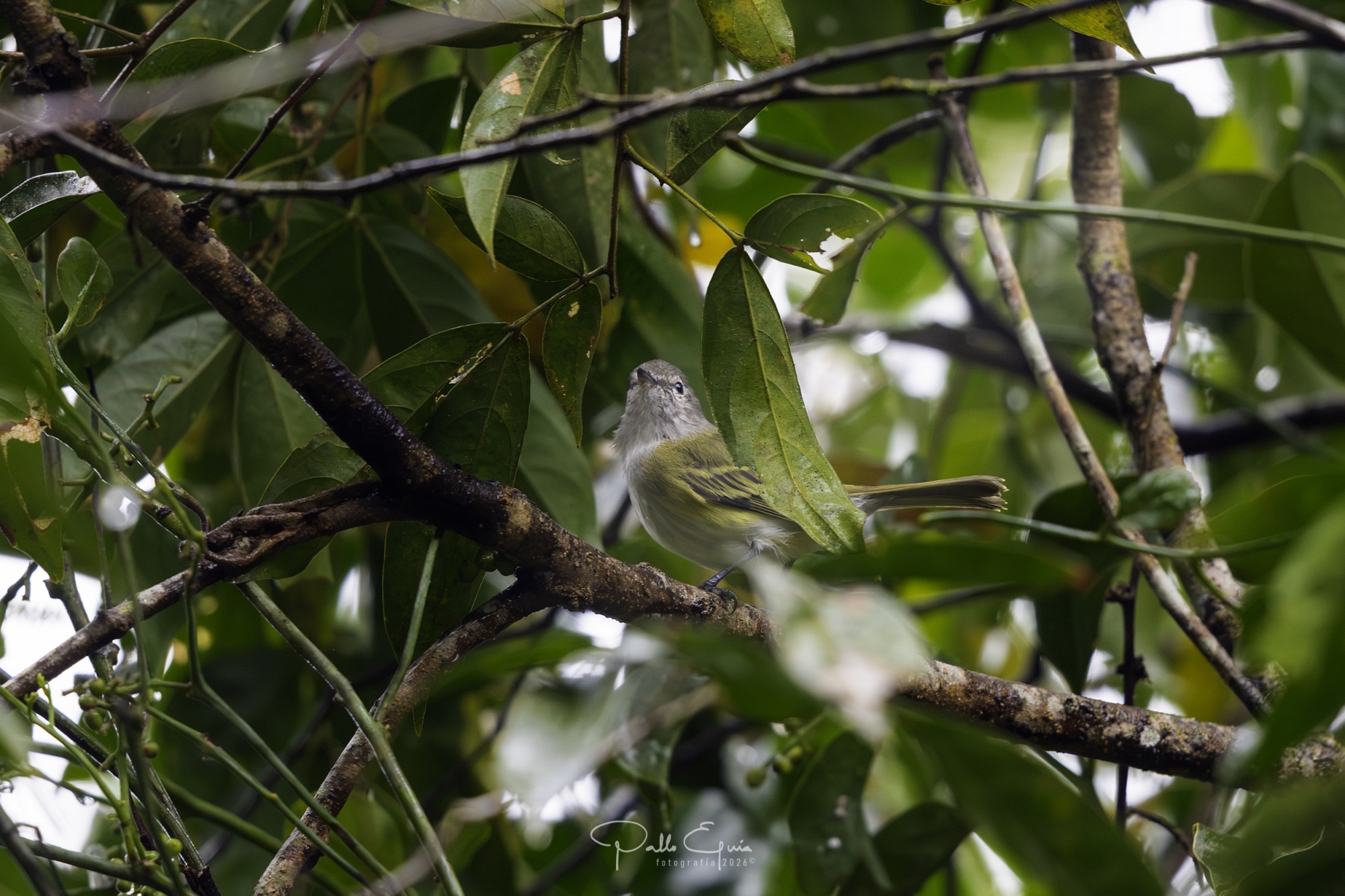 Foto Mosquerito Coronigrís