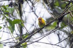 Foto Saíra Cabeza Rufa