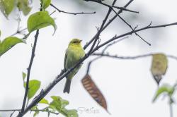 Foto Saíra Cabeza Rufa