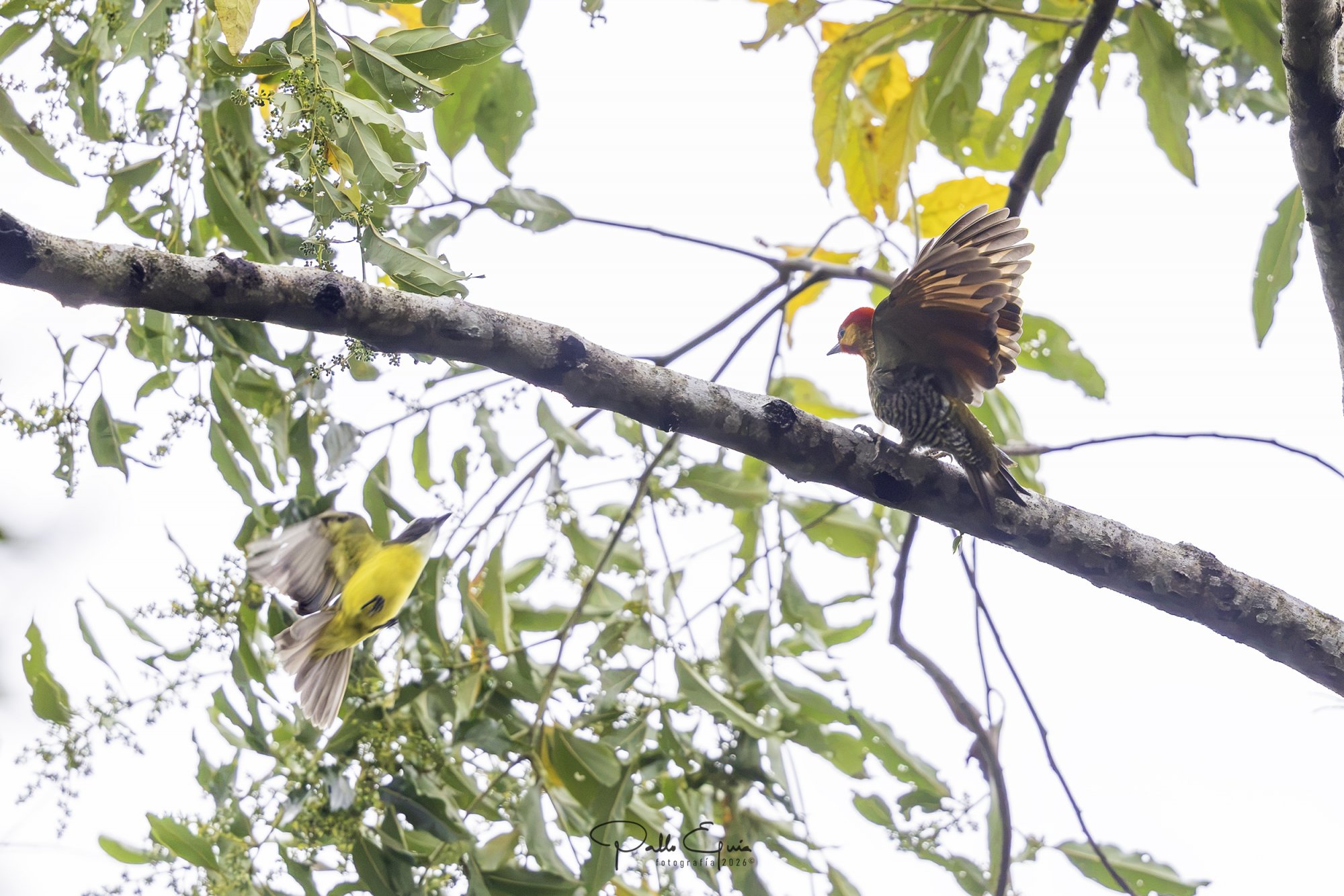 Foto Carpintero Goliamarillo