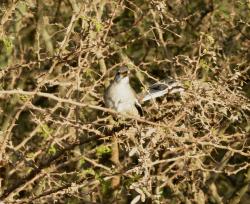 Foto Calandria Real