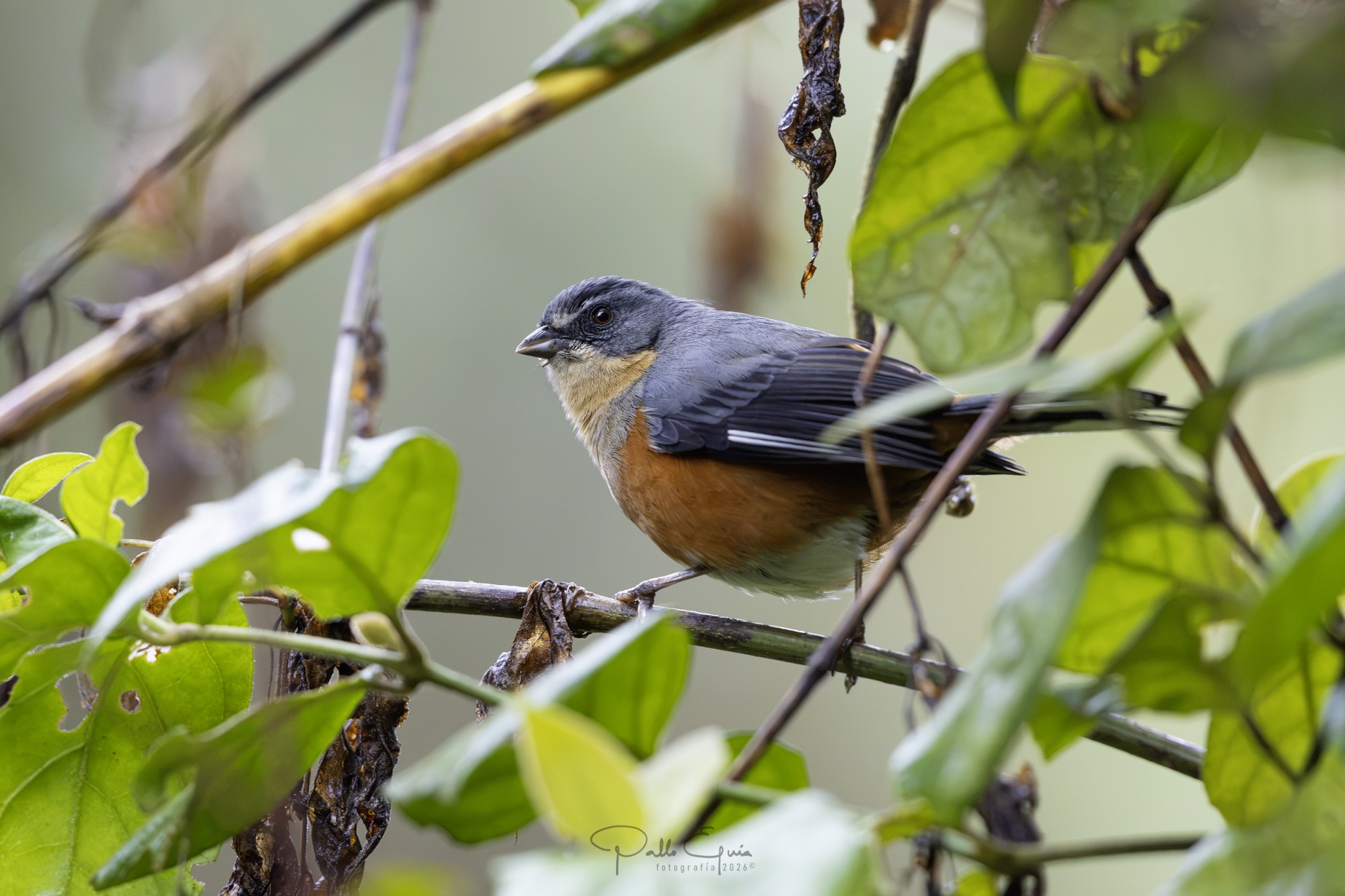 Foto Monterita Rabadilla Castaña