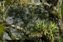 Foto Pava de Monte Común