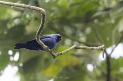 Foto Frutero Azul