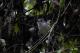  (Dysithamnus xanthopterus)