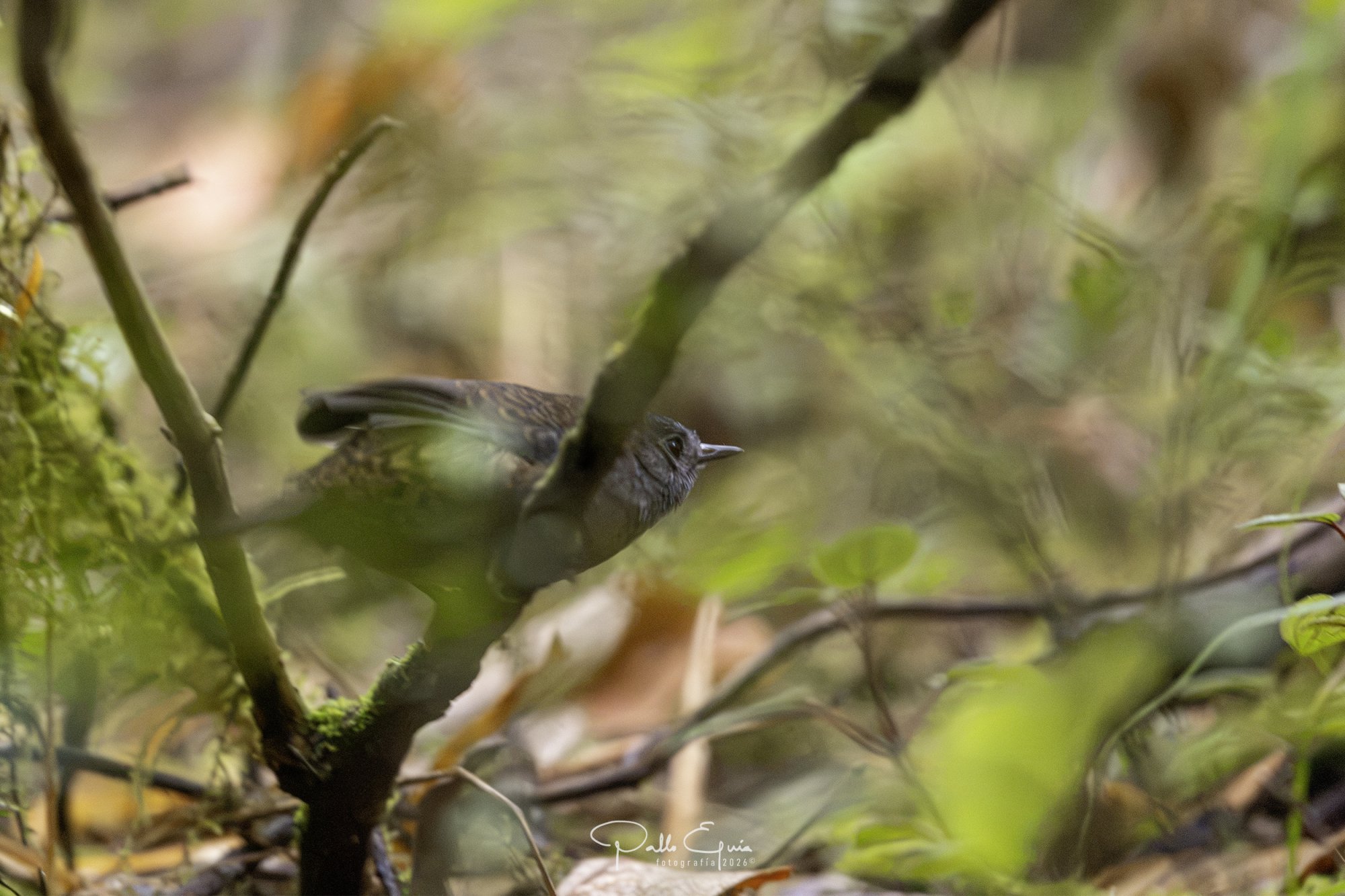 Tapaculo-preto (Scytalopus speluncae)