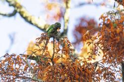 Foto Chiripepé Cabeza Verde