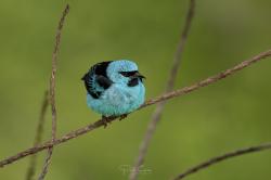 Foto Saí Azul