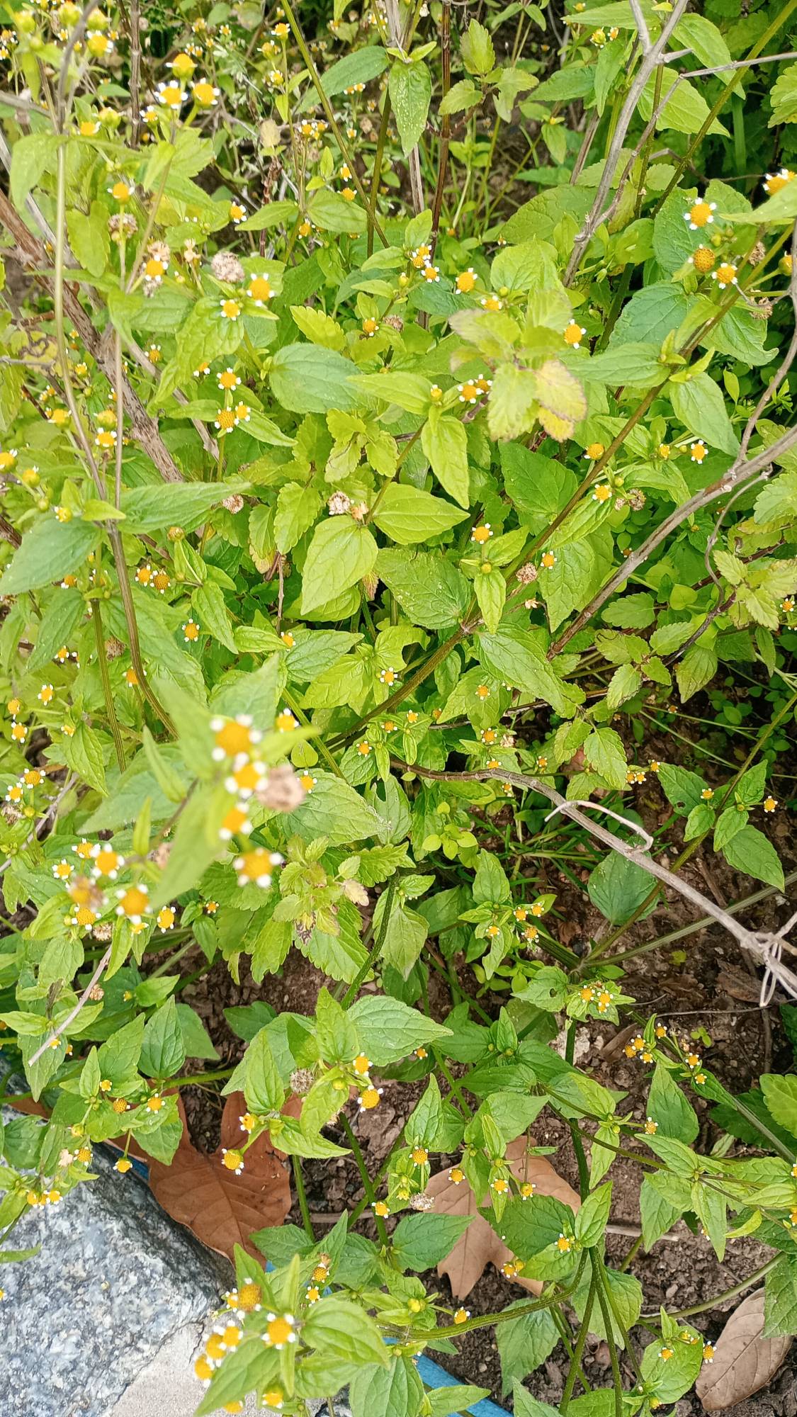 Foto Albahaca Silvestre