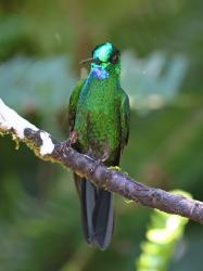 Foto Brillante Coroniverde