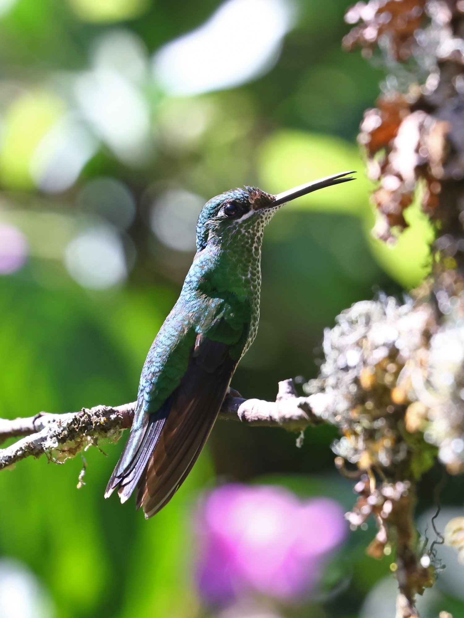 Foto Brillante Coroniverde
