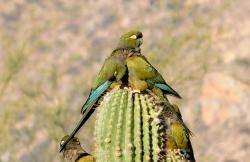 Foto Loro Barranquero