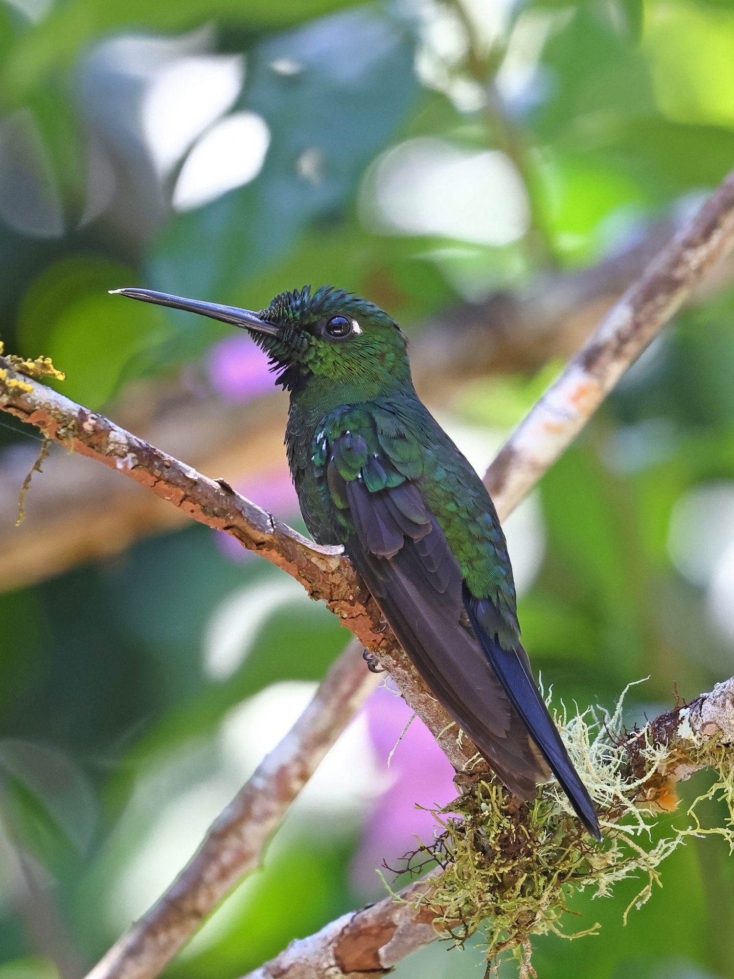 Foto Brillante Coroniverde