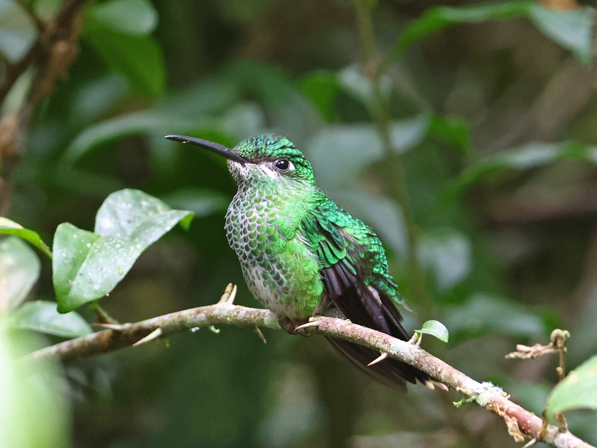 Foto Brillante Coroniverde