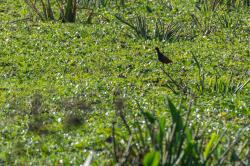 Foto Jacana