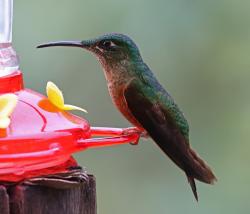 Foto Diamante Pechigamuza