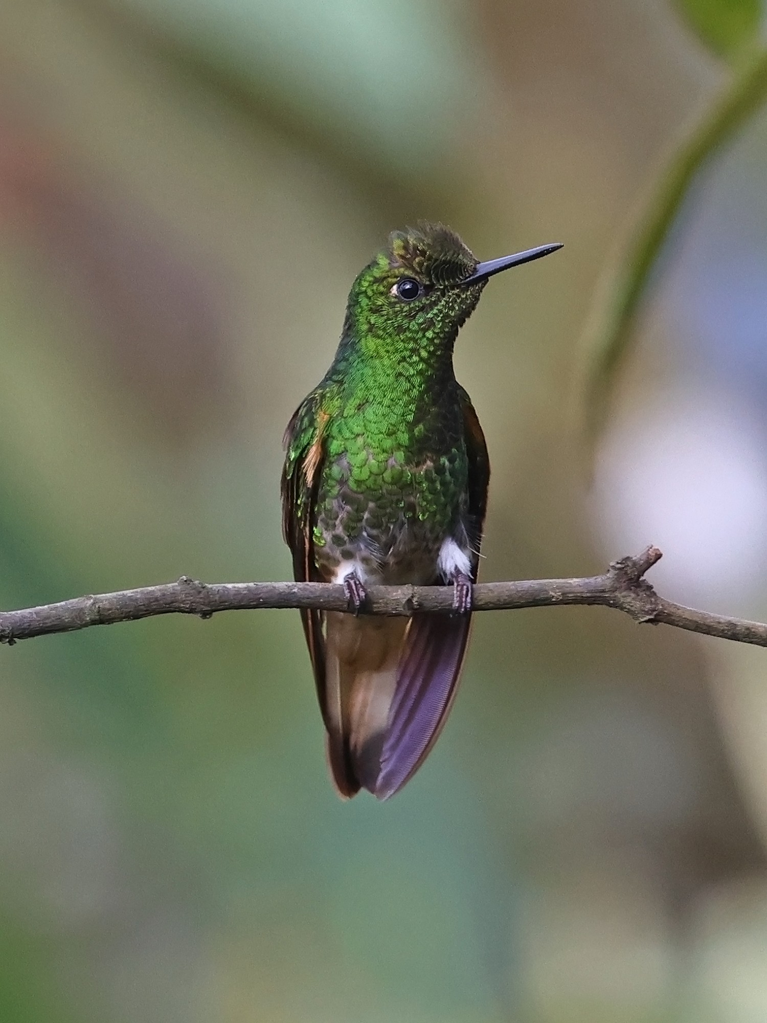 Foto Colibrí Colihabano