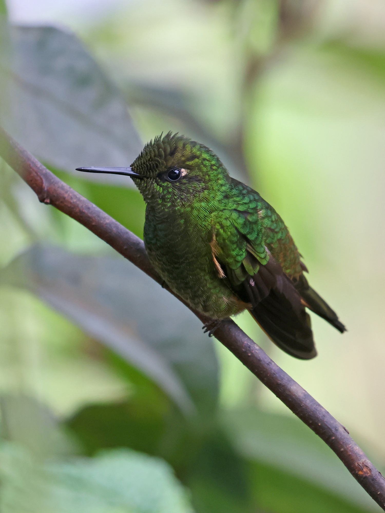 Foto Colibrí Colihabano