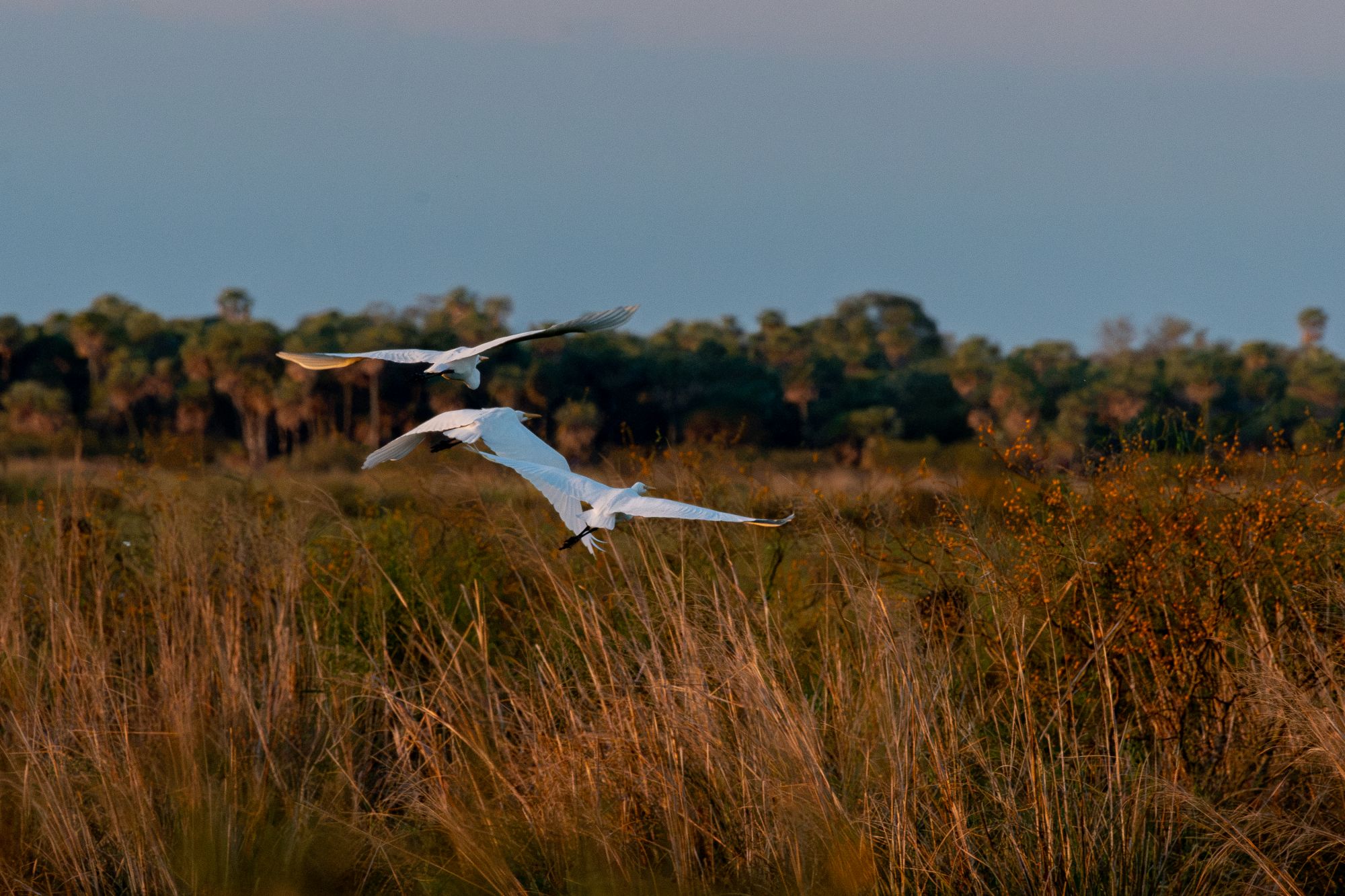 Foto Garza Blanca