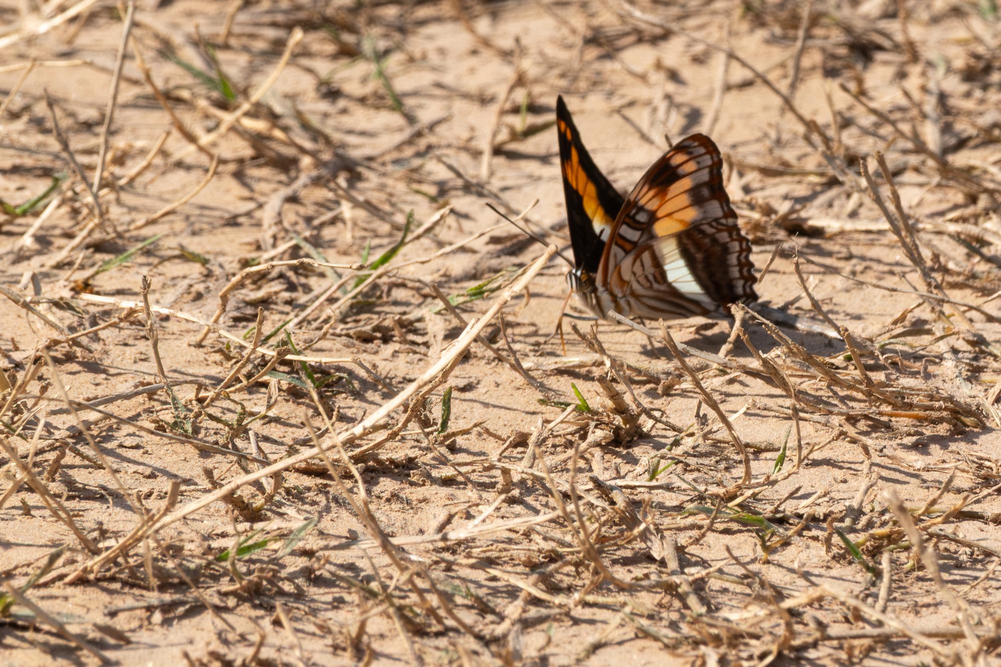 Adelpha&nbsp;thesprotia