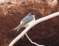 Foto Golondrina Patagónica