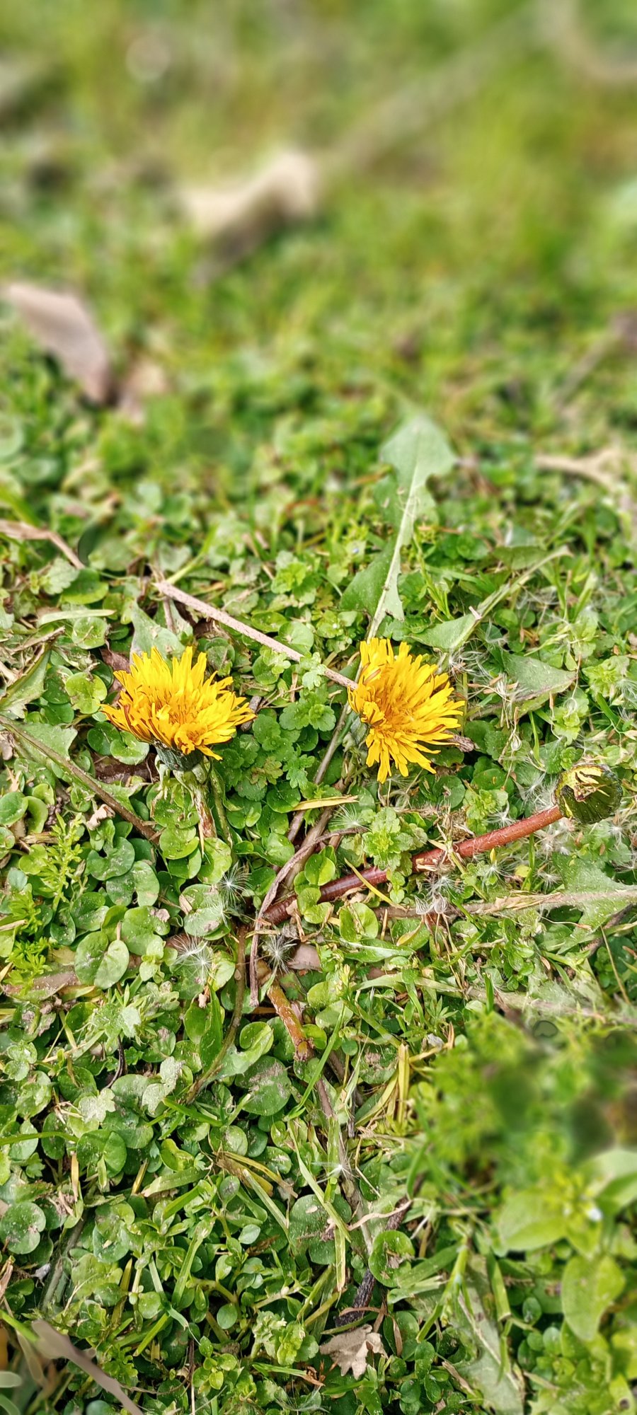 Photo Diente de León