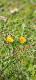 Taraxacum officinale
