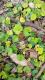 Dichondra repens