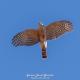Accipiter striatus
