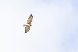 Foto Aguilucho Común