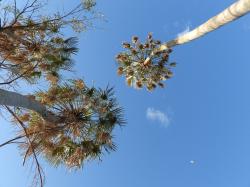 Photo Palmera Caranday