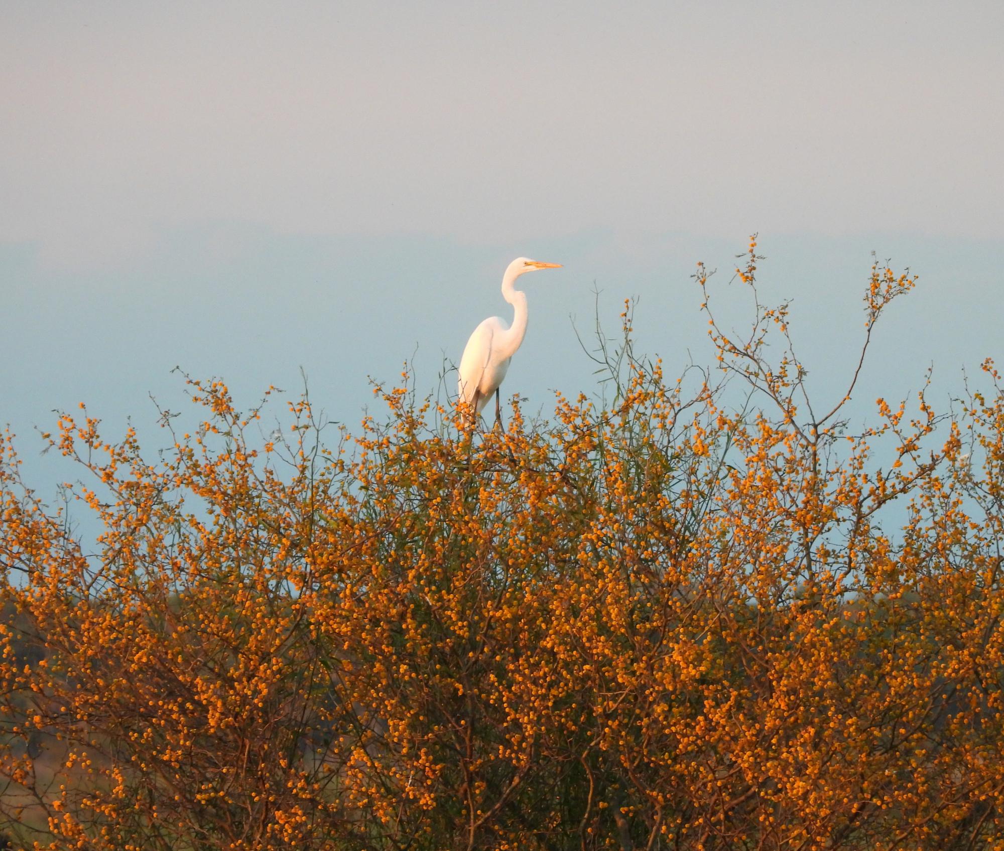 Foto Garza Blanca