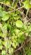 Salpichroa origanifolia