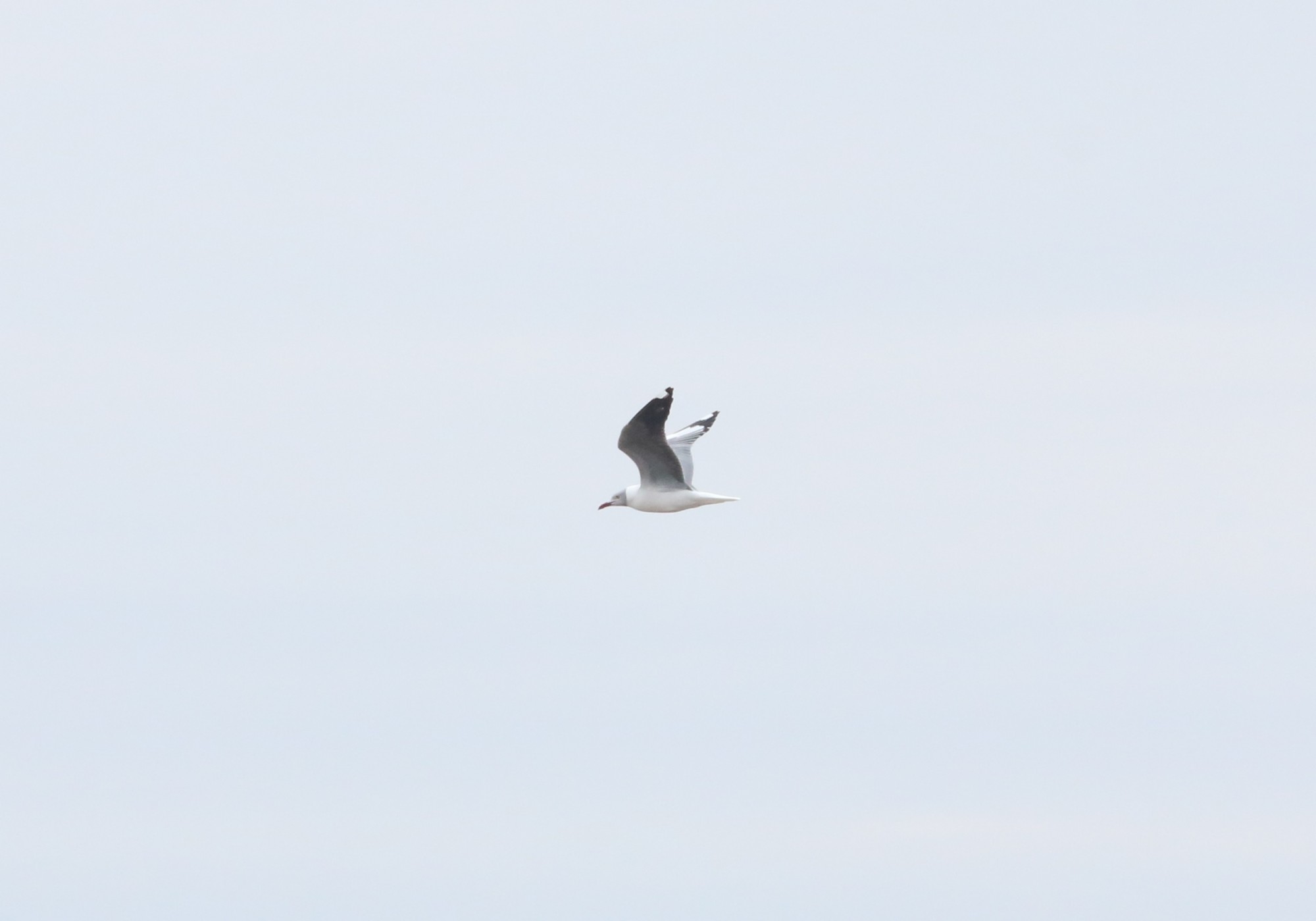 Photo Gaviota Capucho Gris