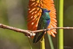 Foto Colibrí Grande