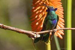 Foto Colibrí Grande