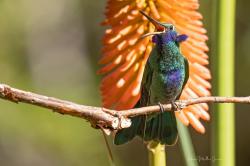 Foto Colibrí Grande