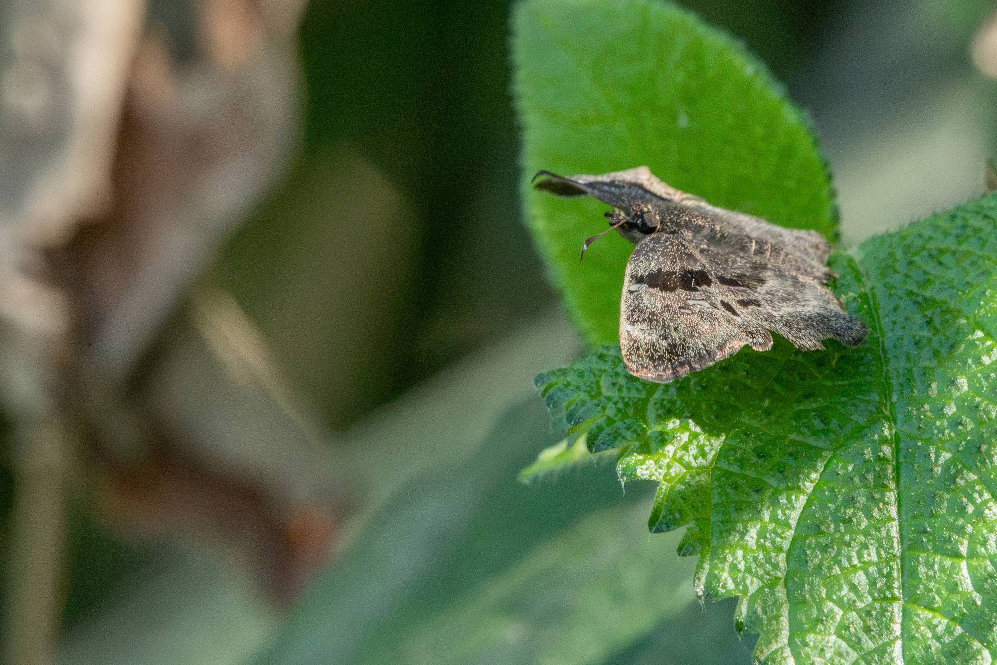 Antigonus&nbsp;liborius