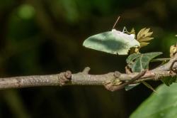 Foto Azufrada Coluda