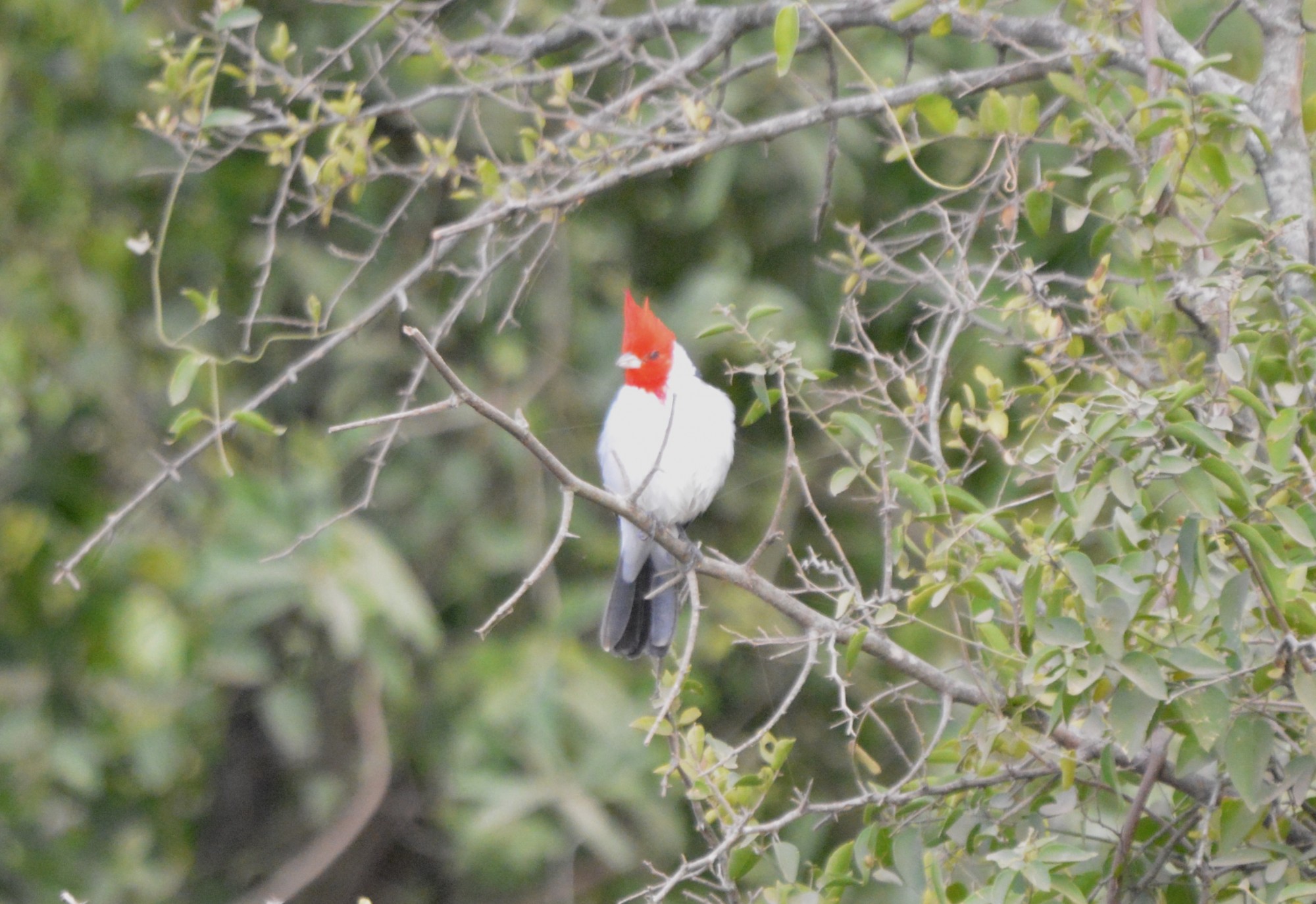 Photo Cardenal Común