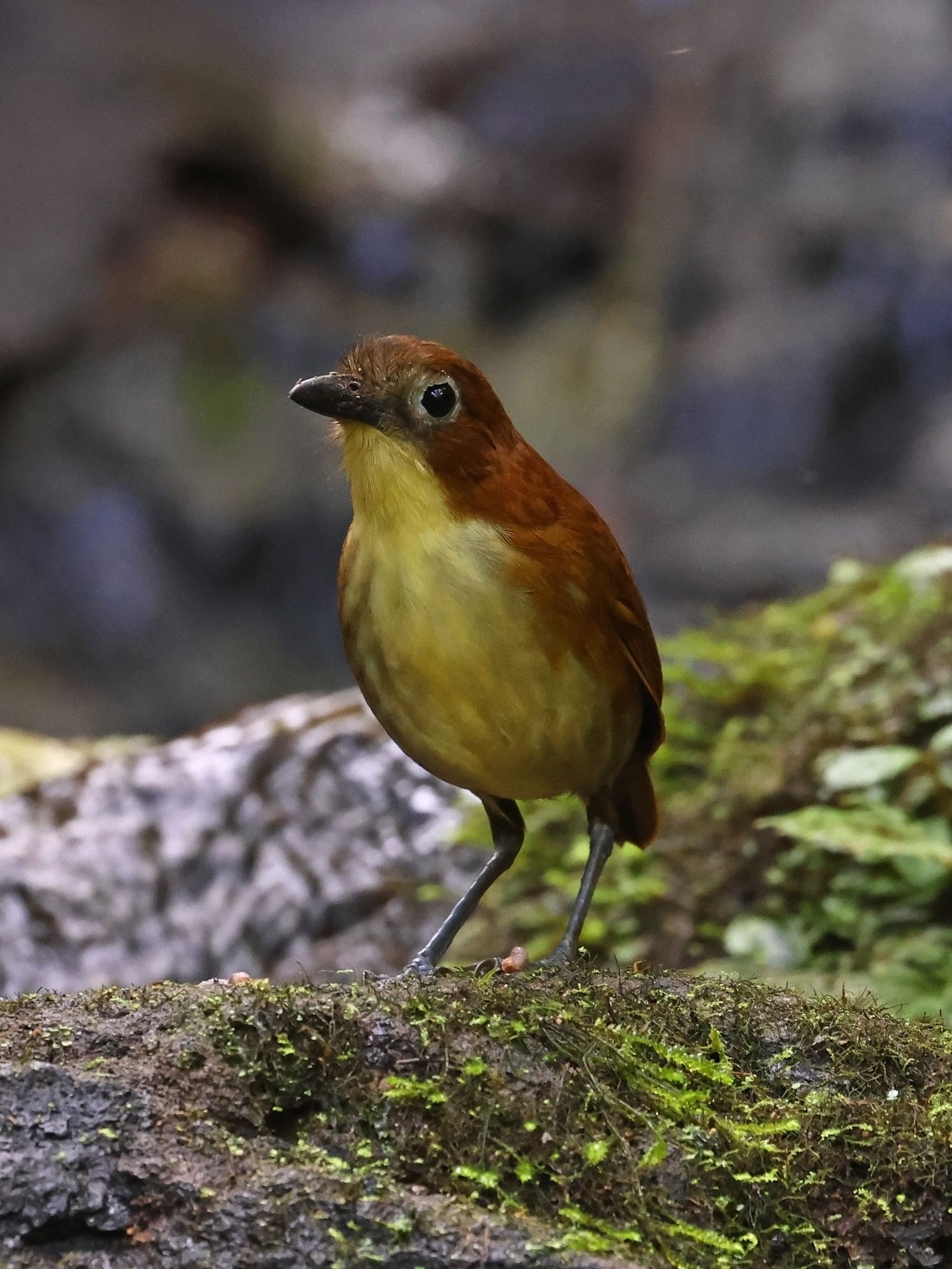 Foto Tororoí Pechiamarillo