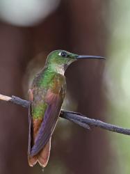 Foto Diamante Pechigamuza